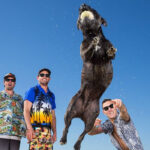 Parkway Drive's "Ire" Goes Gold In Australia