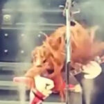 Watch A Pantera Puppet Street Performance, Complete With Stage Production