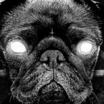 April 01st News: Queen Queef, 'Riot Fest' Lineup, Trivium Fires Drummer, Pug Metal Band & More