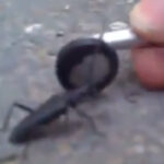 Headbanging Insect Video Goes Viral