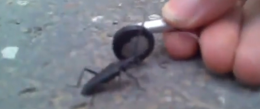 Headbanging Insect Video Goes Viral