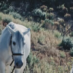 Poppy Premieres "Fill The Crown" Music Video