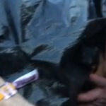 Watch AEW Wrestler Darby Allin Crowd Surf In A Body Bag During Ghostemane's 'Louder Than Life' Set