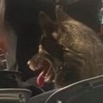 A Dog Snuck Into One Of Metallica's Recent Inglewood, CA Shows