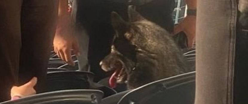A Dog Snuck Into One Of Metallica's Recent Inglewood, CA Shows