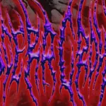 Viscera Crown Declare War On "Weak Riff Bands", Viciously Call Out Gideon