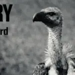 Commissary Debut "Sharpened Beak/Gorelord"